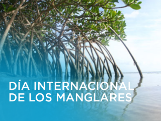 dia-internacional-de-los-manglares-españa