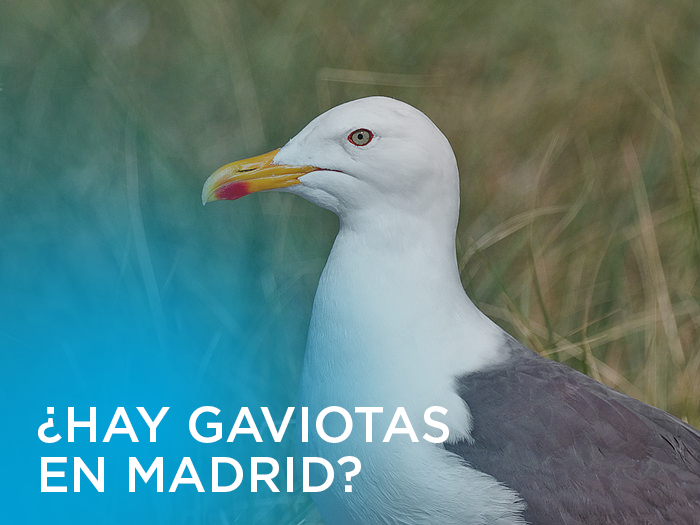 hay-gaviotas-en-madrid-manzanares