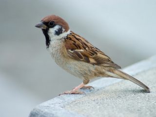 gorrion comun medir plomo en ciudad madrid remax