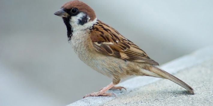 gorrion comun medir plomo en ciudad madrid remax