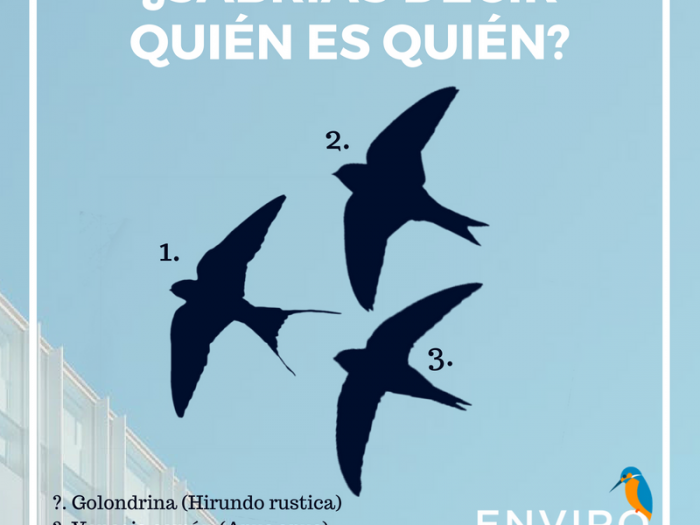 Diferencia entre golondrina, avión común y vencejo