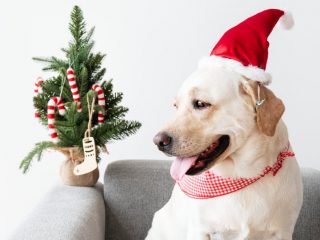 pexels-photo-1660970