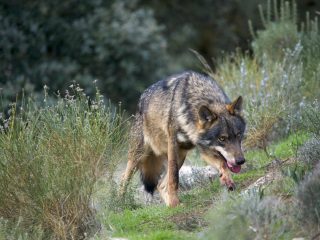 Iberian Wolf
(Canis lupus sygnatus)

Alpha male in perfect "big bad wolf" pose - head down, eyes fixed, mouth open, forelegs stained with blood.

Controlled conditions.

Granada, Spain