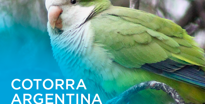 cotorra argentina madrid