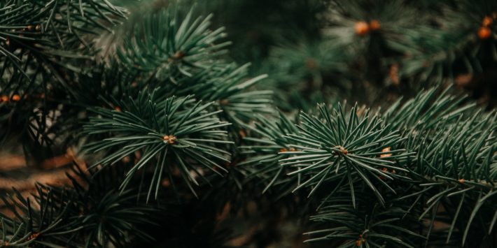 arboles de navidad segunda vida retiro madrid enviro remax